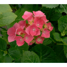 Pink Bouquet Hydrangea 1 Plants Mophead Flowering Shrubs macrophylla